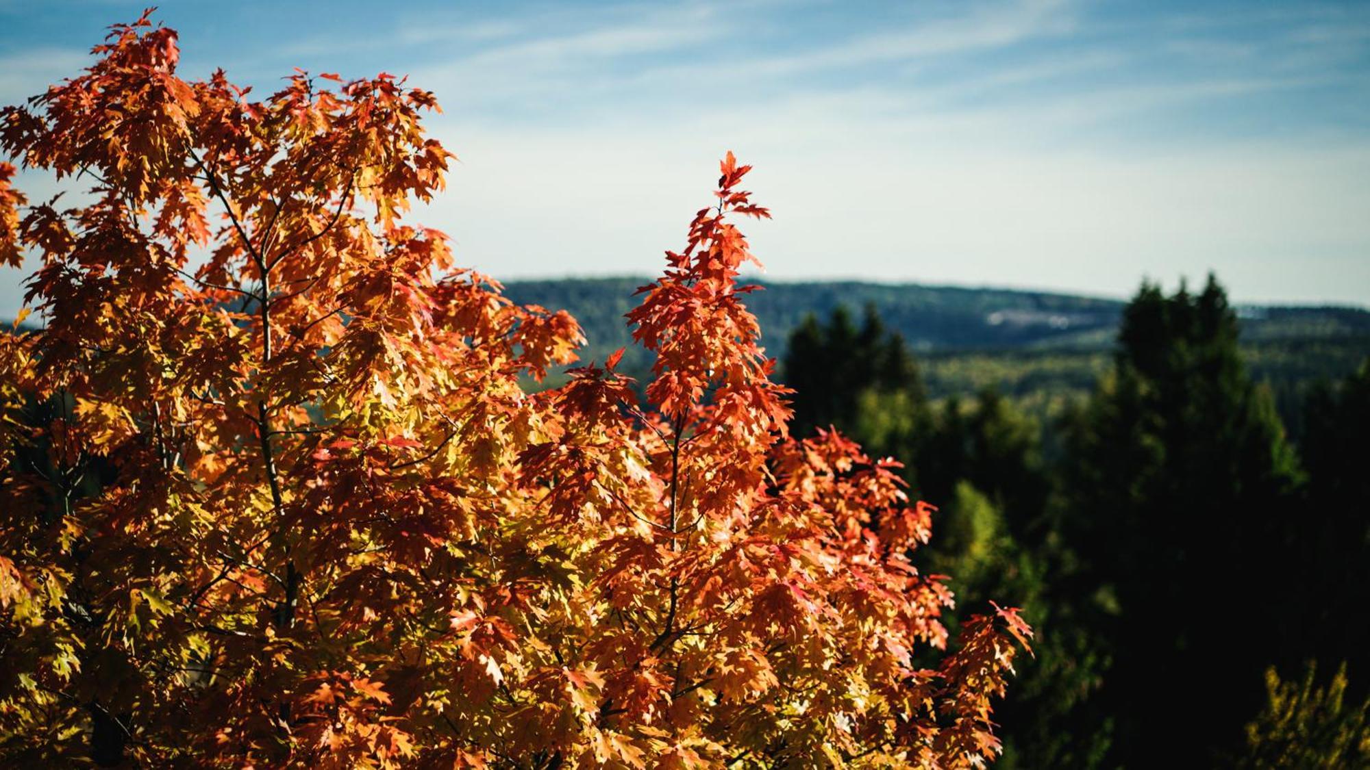 Astenturm Hotel (Adults Only) Winterberg Zewnętrze zdjęcie